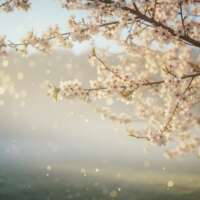 Mai propice au bonheur : comment profiter du printemps et cultiver votre épanouissement